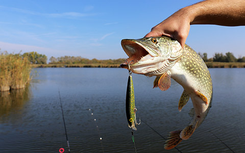 Fish caught